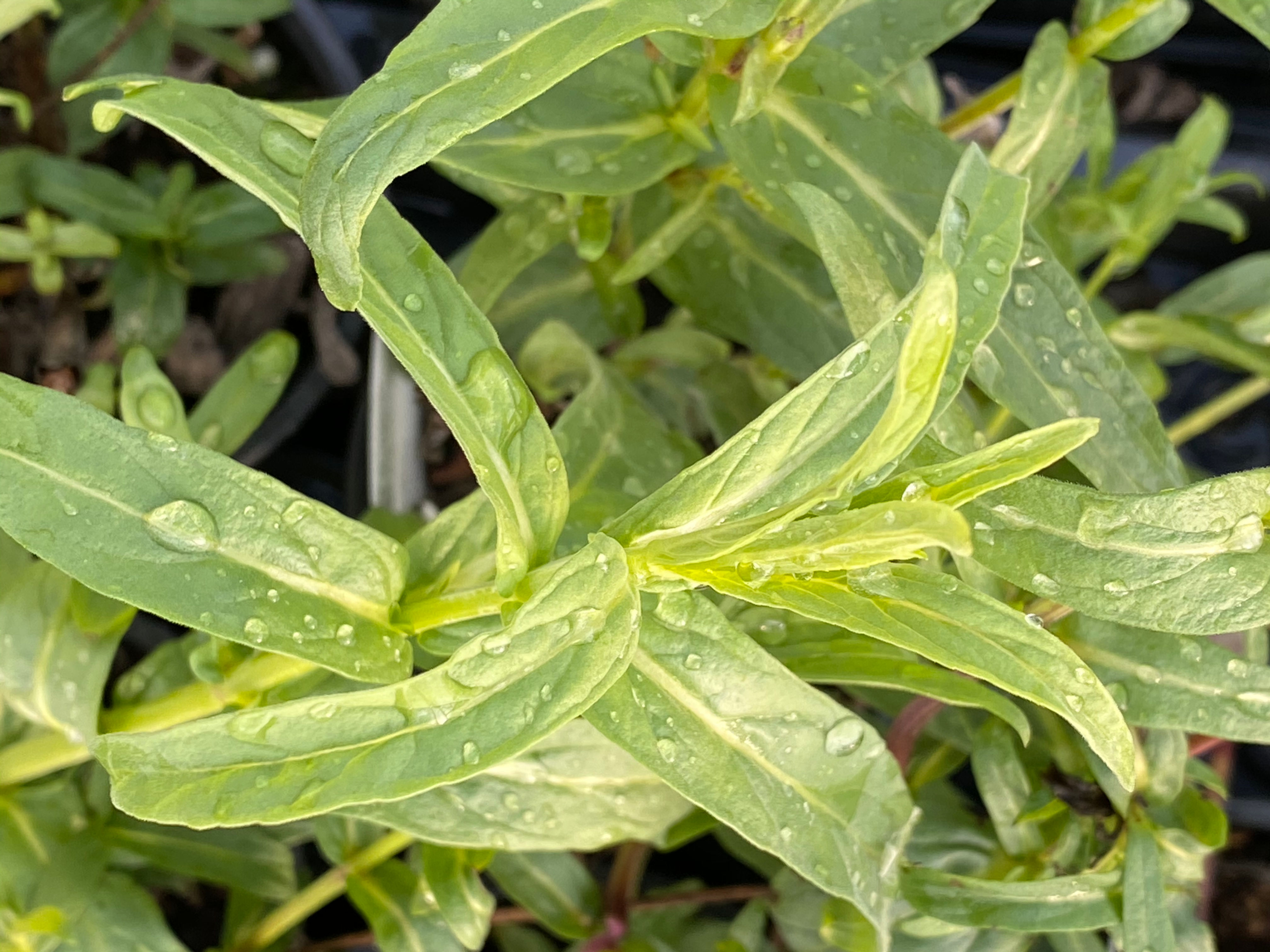 Mint Eastern Desert