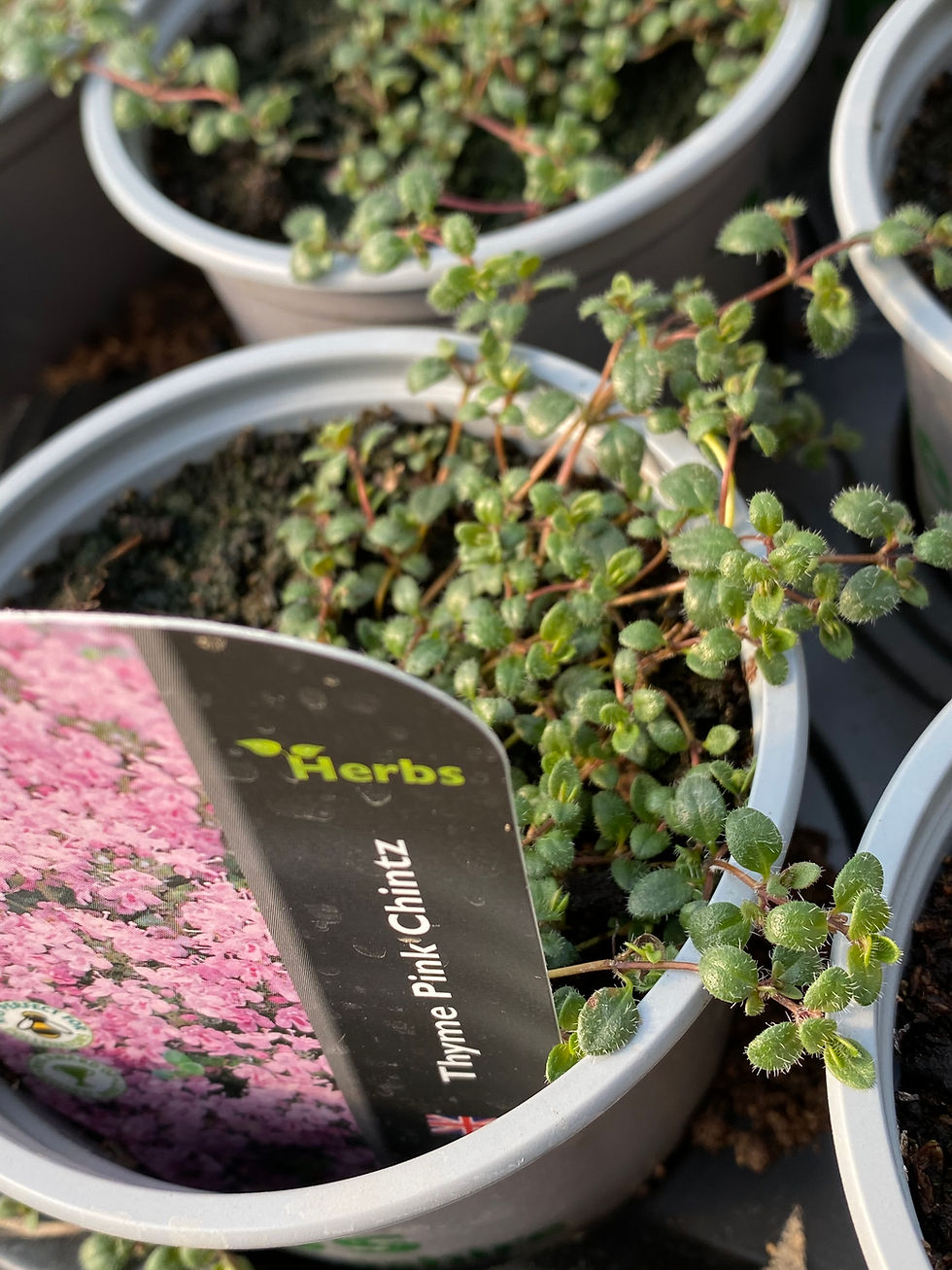 Buy Fresh Thyme Plants Online Pepperpot Herbs Nursery