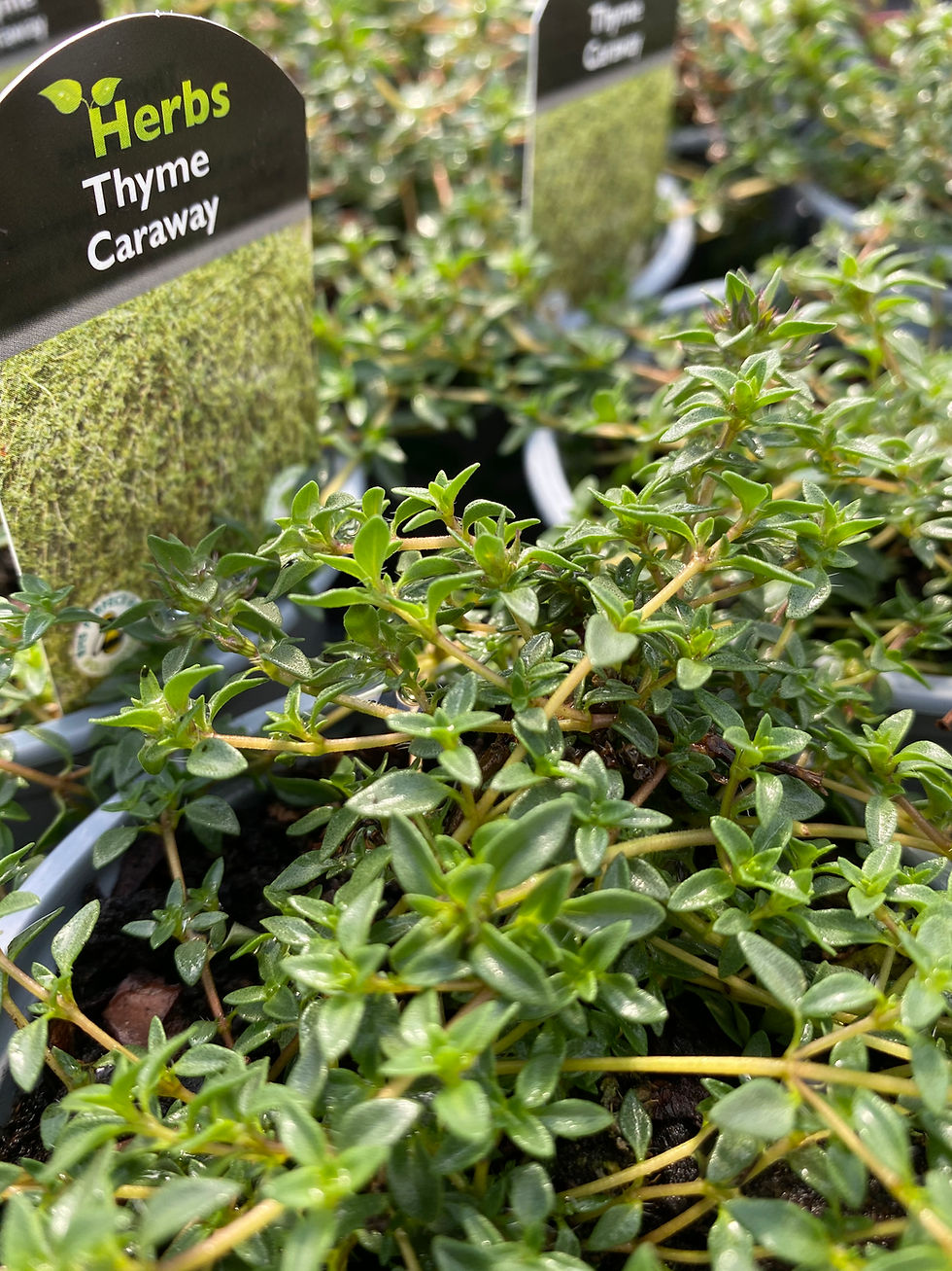 Buy Fresh Thyme Plants Online Pepperpot Herbs Nursery
