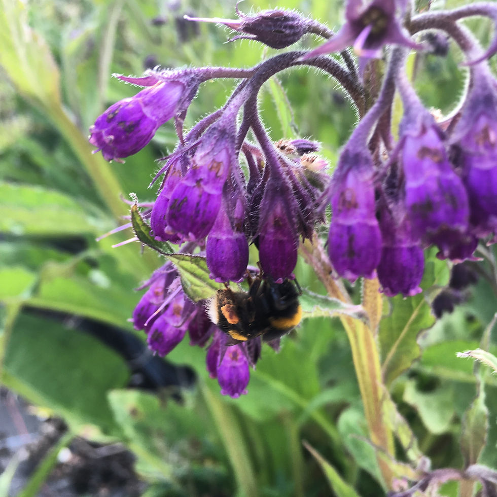 Buy Fresh Herb Plants Online Pepperpot Herbs Nursery Hampshire 2/11