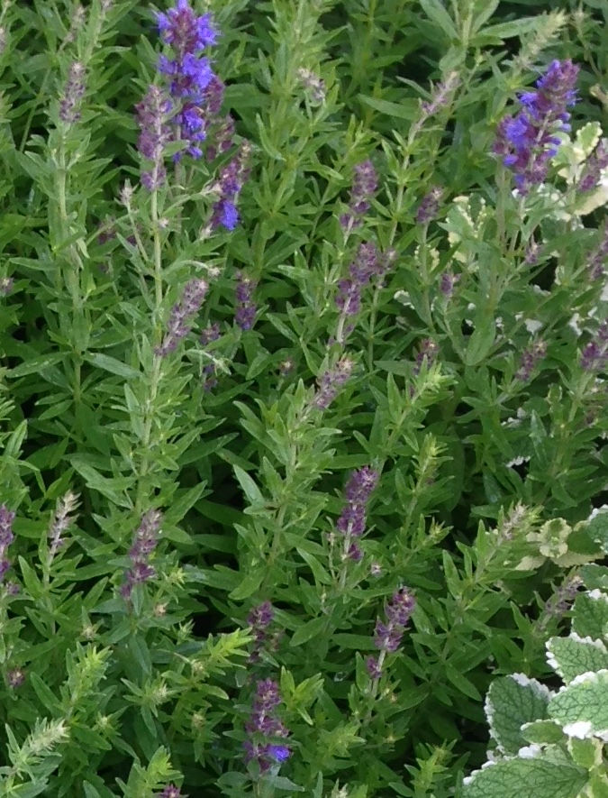Hyssop Common