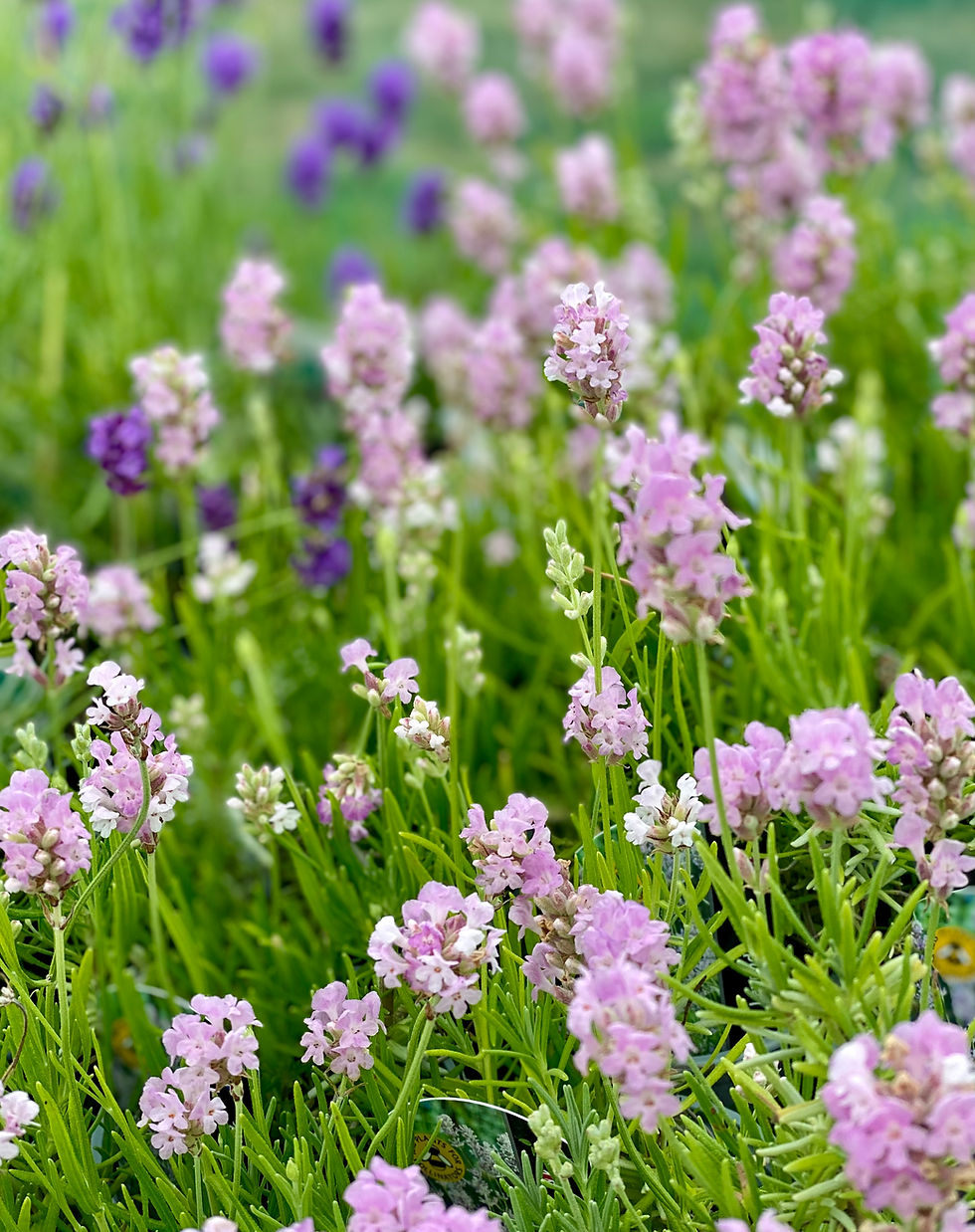 Lavender Plants Buy Online Pepperpot Herbs Plants