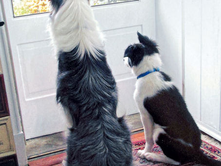 My Furry Children - Part #1 - Furballs are Forever!!