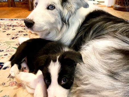 My Furry Children - Part #2 - Furballs are Forever!!