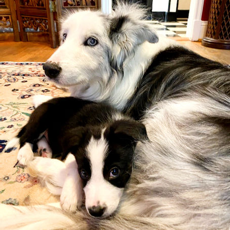 My Furry Children - Part #2 - Furballs are Forever!!