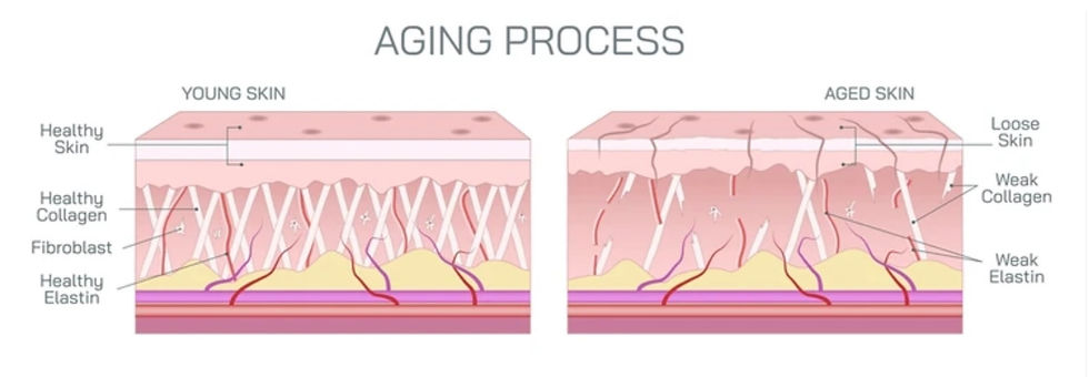 Colleen McIntosh - Author - Wrinkles in Time!