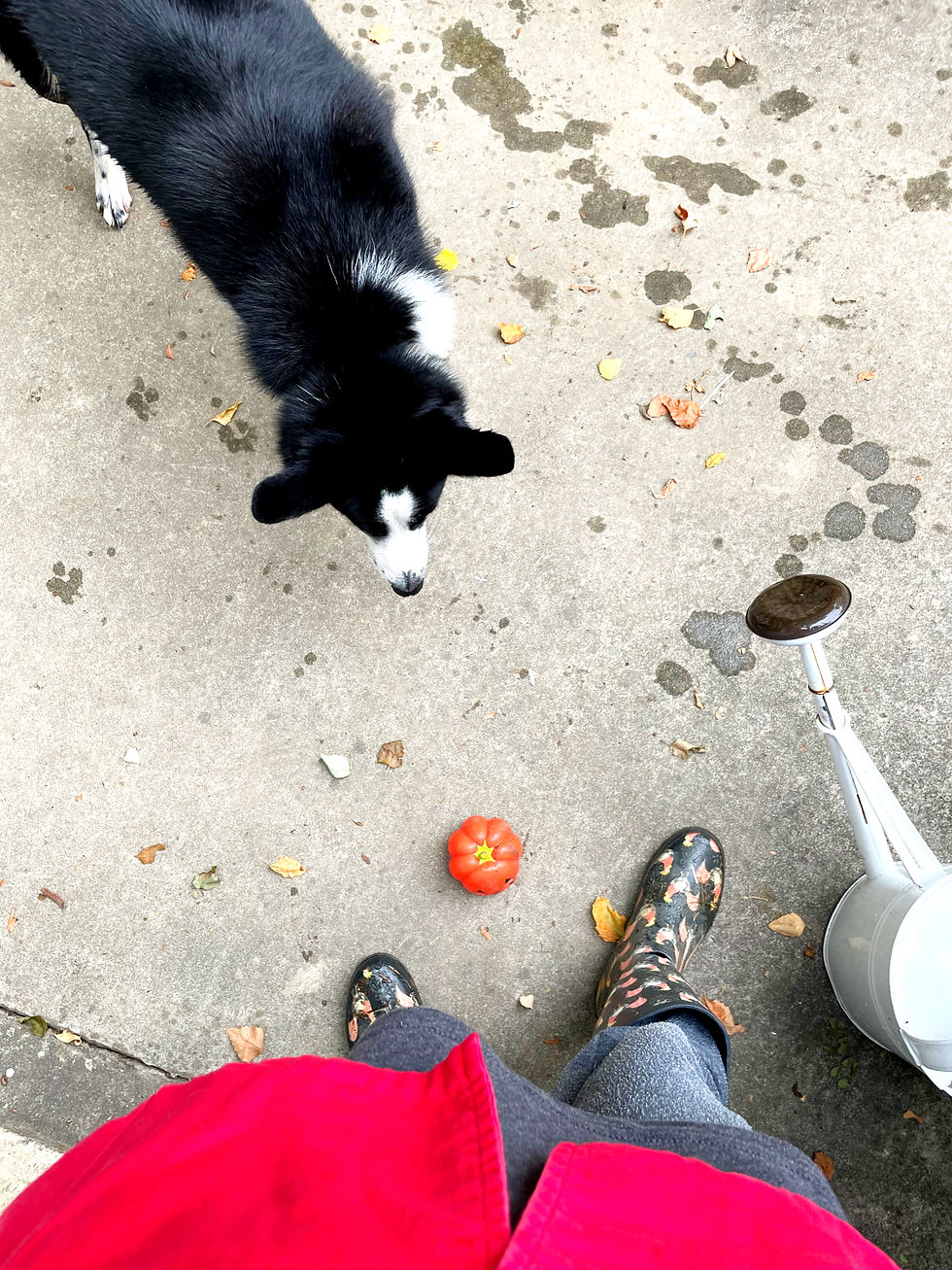 Colleen McIntosh - Author - Furballs are Forever!