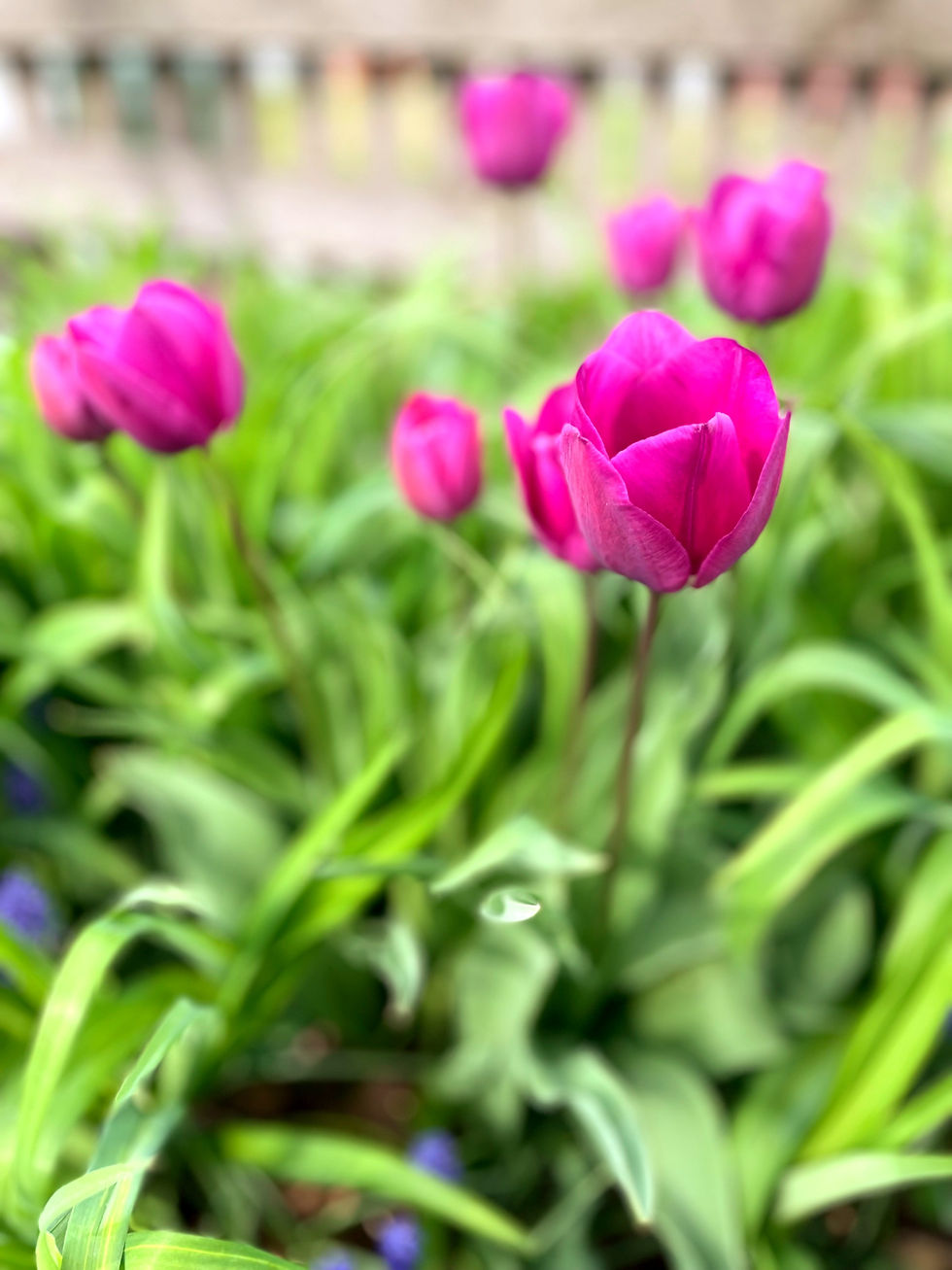 Colleen McIntosh - Author - Solar Eclipse