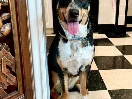 The Power of Puppy Love!