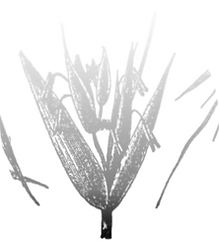 grains2_0002_Слой-4.png