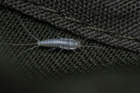 Ctenolepisma calva, Papierfischchen, Papierfische, bekämpfen, entfernen, loswerden