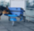Airport security worker and German Shepherd dog searching for drugs in travel suitcase_edi
