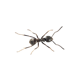 Invasive Ameise, Tapinoma magnum