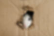 A colored rat comes out of a hole in a cardboard box. The mouse gnawed through the hole. P