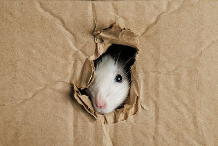 A colored rat comes out of a hole in a cardboard box. The mouse gnawed through the hole. P