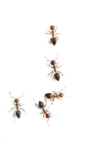 Ant_edited.jpg
