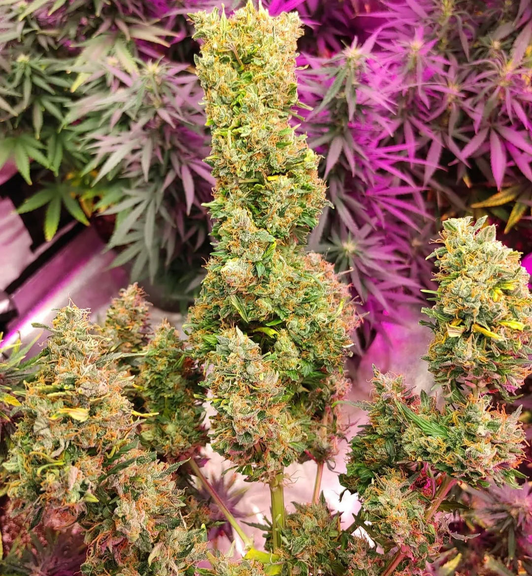 Samsnee F2 reg (Fast flower) 10 pack