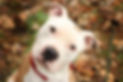Dog with head tilted. Its used on the page for About Bully Boy and our stroy