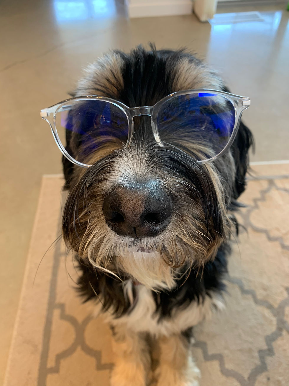 Dog Impulse Control: What Happens in His Brain When He Resists a Treat