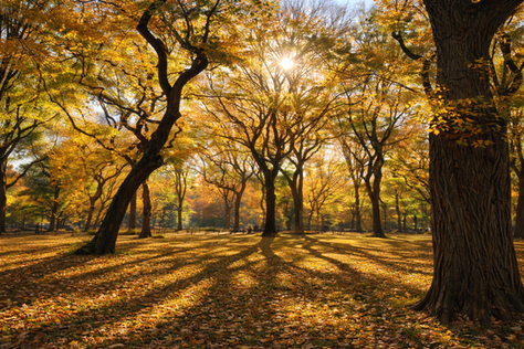 Understanding Neuropsychological Evaluations in NYC