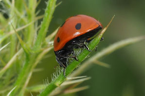 seven spotted lady beetle.jpg