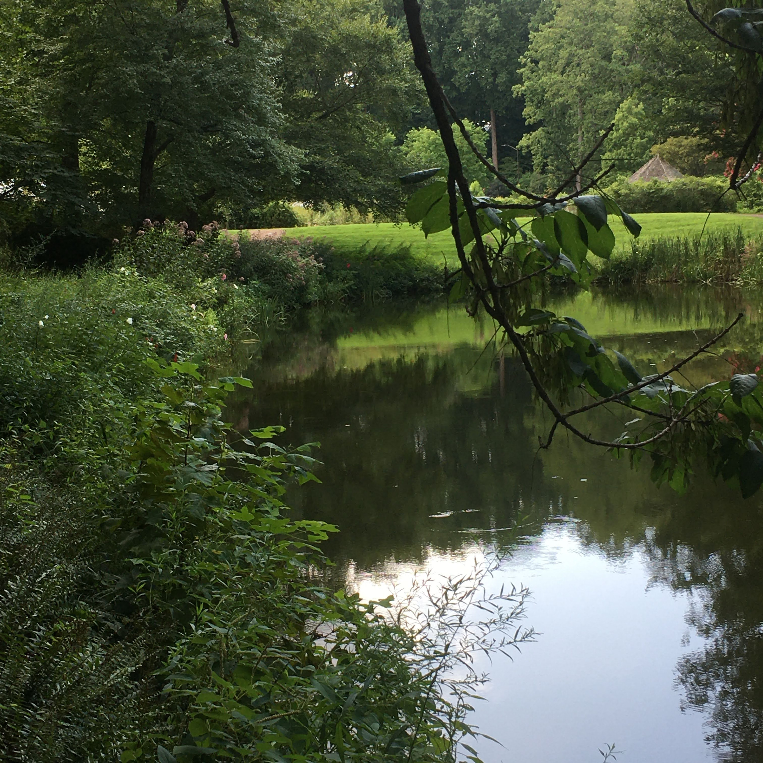 Streams, ponds, wetlands Plant NOVA Natives Northern Virginia