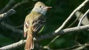 How to Win the Flycatcher Vote