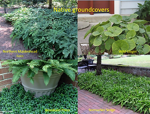 groundcover four.png