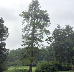Pinus%20rigida_edited.jpg