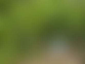 Pollinator Pathways: Connecting your yard to the bigger picture