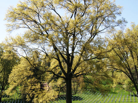 Arlington National Cemetery Treasures its Trees