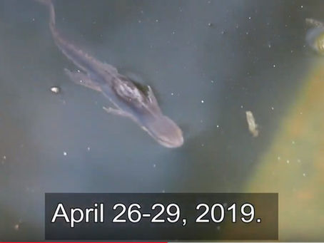 Your Camera as Eco-Warrior