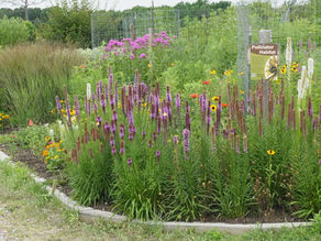 Summer is for visiting native plant gardens