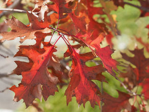 Fall cleanup in two easy steps