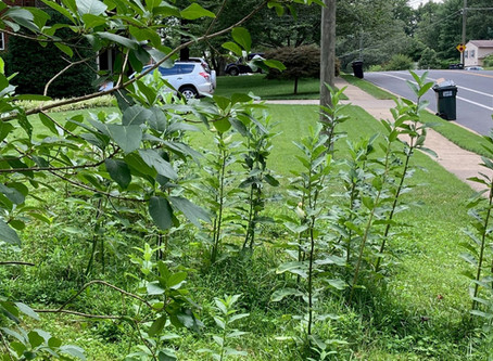 July 2020 Update