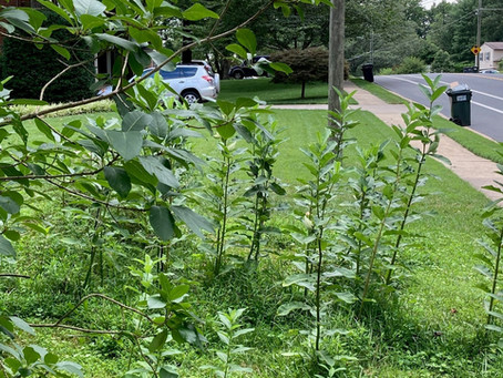 July 2020 Update
