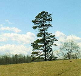 Pinus%20echinata%20Shortleaf%20pine_edit