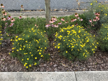 A new take on “curb appeal”