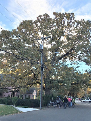 Quercus stellata post oak.jpg