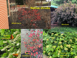 five shrubs.png
