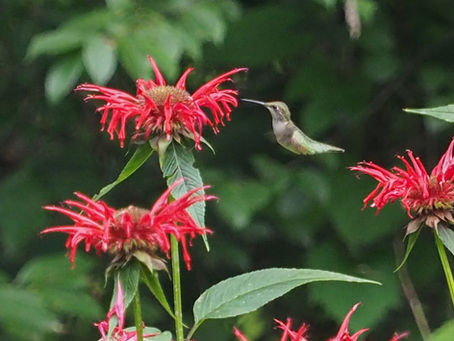 Making friends with the hummingbirds