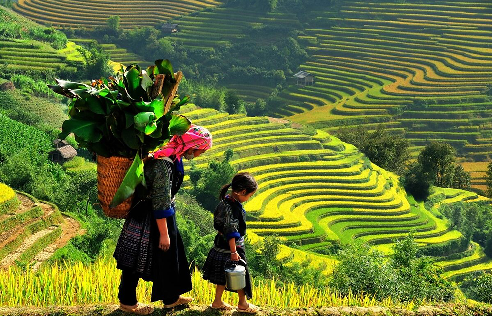 Saba Rice Fields Sapa Rice Fields: Climbing the golden stairways to heaven