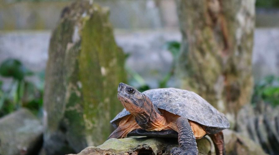 more-than-a-zoo-understanding-the-tcc-mission