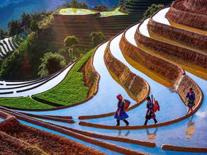 Mu Cang Chai in May: The mesmerizing mirror season of the Northwest