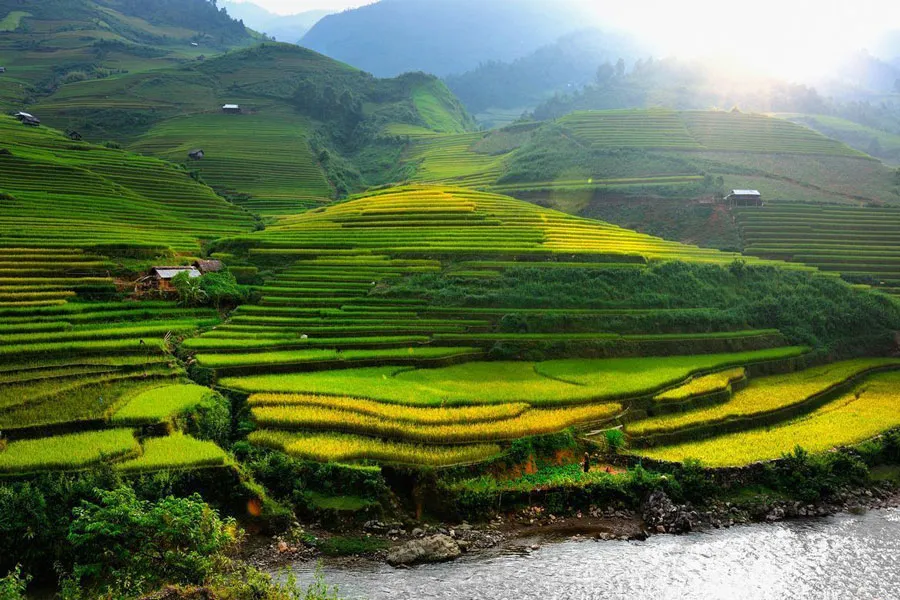 what-s-so-special-about-che-cu-nha