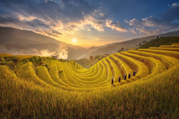 mu-cang-chai-in-july-immerse-yourself-in-the-vibrant-green-season