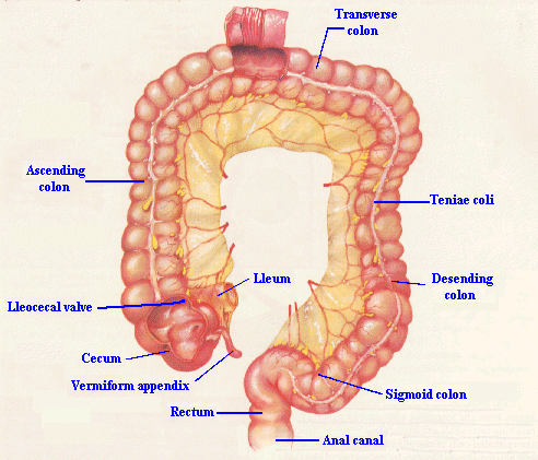 Miniature : HealthRestore  Programme