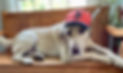 BUCKS DOG_edited.jpg