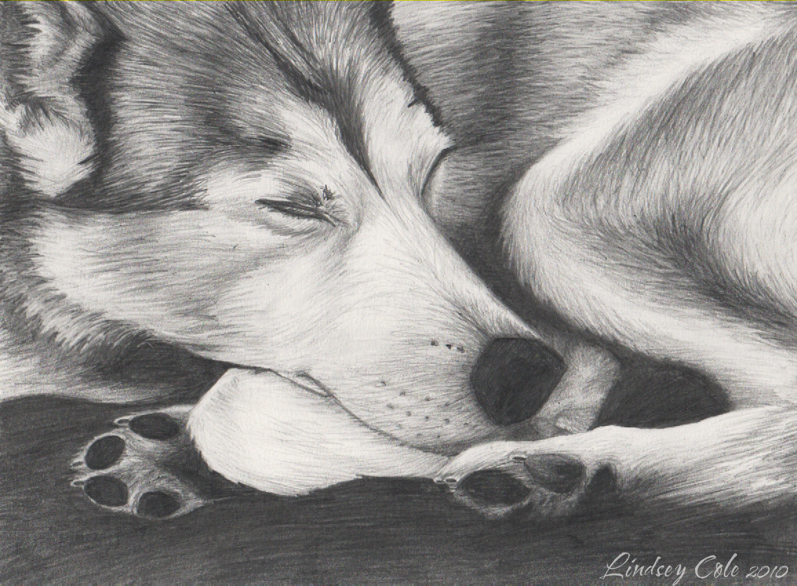Sleeping Wolf