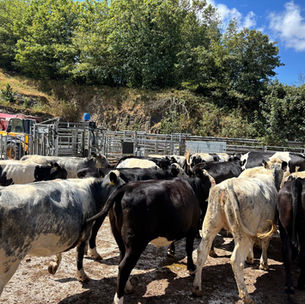 In West Devon 20 strong store cattle . 19 months old, well grown and just need a good feeding ration to finish